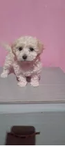 Cachorros French Poodle Mini