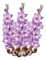 Bulbos Gladiolas Color Lila Lavanda 20 Pzs Importados 