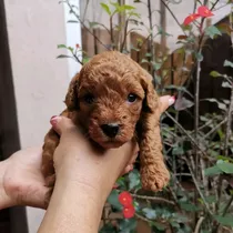 Cachorros Poodle Mini Toys Tacita De Te Maltipoo Pequeños 