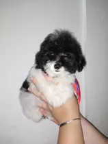 Hermoso Cachorro De Poodle Miniatura 