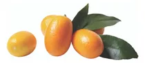 Kumquat Naranjo Enano Frutal