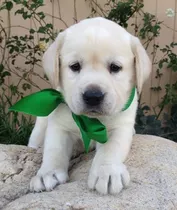 Cachorros Labrador. Machos Y Hembras 