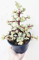 Planta Suculenta Jade Variegada Pequeña