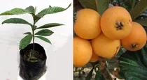 Planta De Nispero Japones Arbol Exotico Frutal En Ecuador