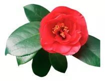 Camelia Japónica Roja Árbol 90 Cm A 1.2 M