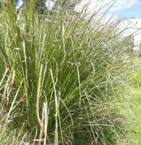  Plantas De Pasto Vetiver 2 Unidades Por $1