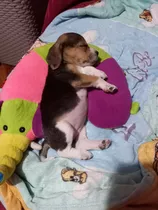 Bellos Cachorritos Beagle Tricolores 100% Puros Garantizados