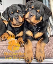 Cachorro Rottweiler 055