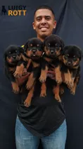 Cachorro Rottweiler Europeo 