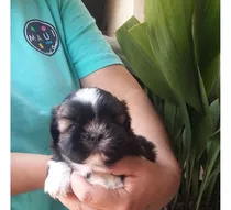 Hermosa Hembras Shihtzu Tricolor, Bicolor Y Cafecita 