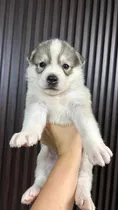 Husky Siberiano