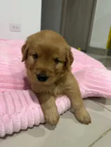 Golden Retrivel