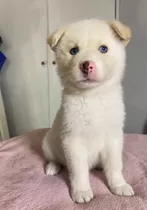 Cachorros Husky Siberiano Puro