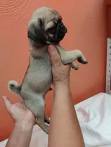 Pug Cachorros Calidad Raza Pura