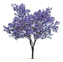 Arbol Jacaranda Gratis A Rm No Envio A Regiones