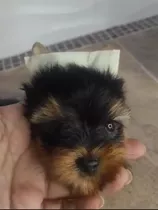 Machito De Yorkshire Terrier 