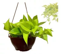 Giboia Limão Epipremnum Aureum Premium Neon Trepadeira