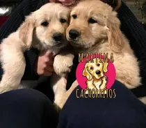 Golden Cachorros Puros Padres Traidos De U.s.a
