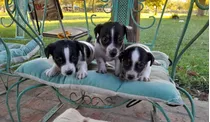 Cachorros Jack Russell Puros