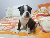 Boston Terrier 