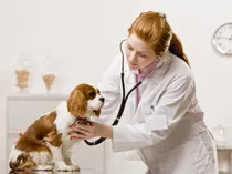 Programa Para Consultorios Veterinarios