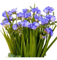 8 Bulbos De Fresias Aromáticas Color Azul! 