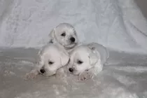 Lindos Schnauzer Miniatura Blanco Inscritos Kennel Club