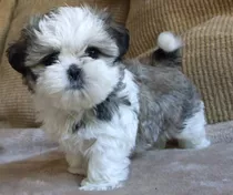 Perritos Shih Tzu Mini