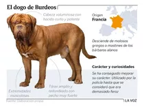 Cachorros Dogo De Burdeos.