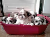 Shih Tzu  Shitzu  Shihtzu Cachorros Puros 350 Bellos Mini 