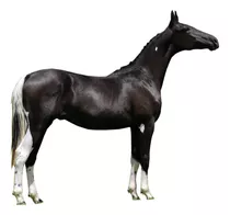 Cavalo Potro Mangalarga Homozigoto Sonho