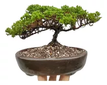 Bonsai  De Junipero