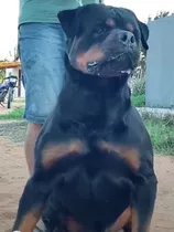 Filhotes De Rottweiler Canil Império Rott 