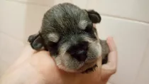 Filhotes Macho Mini Schnauzzer  C/ Microchip! C/ Pedigree!