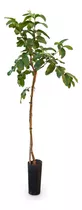 Arbol De Guayaba Rosa Gigante + Tamarindo