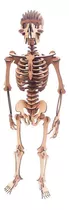 Esqueleto Humano 42 Cm Coleção Quebra Cabeça 3d Mdf