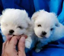 Lindos Cachorros Bichon Maltes Toy