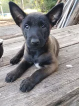 Cachorros Ovejero Belga Malinois