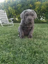 Hermosos Cachorros Mastín Napolitano