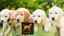 Cachorros Golden Puros Con Bolsa Alimento Premium