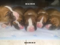 Cachorros Boxer Nacidos El 13 De Febrero. Punto Fijo, Falcón