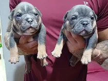 Filhotes De American Bully Com Pedigree E Microchip 