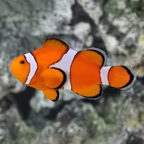 Pez Payaso Percula Acuario Pecera Nemo