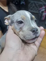 Cachorros American Bully Exoticos