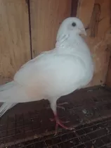 Palomas Blancas