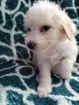 Maltepoo En Stg Hembritas De 2 Meses Tamaño Toy