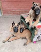 Cachorros Pastor Belga Malinois