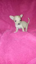 Chihuahua Cabeza De Manza