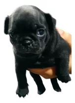 Cachorras Negras Pug Carlino