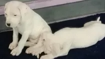 Dogo Argentino Cachorros De Excelente Linea De Sangre